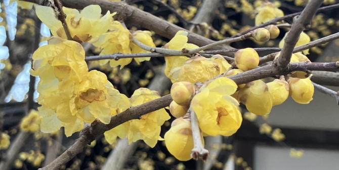 お誕生日会 お誕生日会