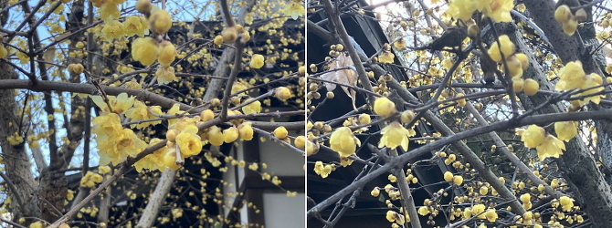 お誕生日会 お誕生日会